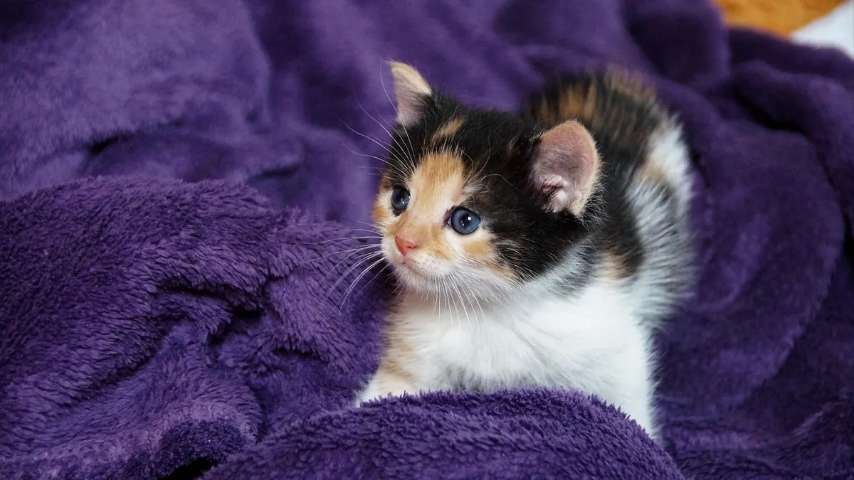 Cat Bleeding After Giving Birth: Normal vs Emergency