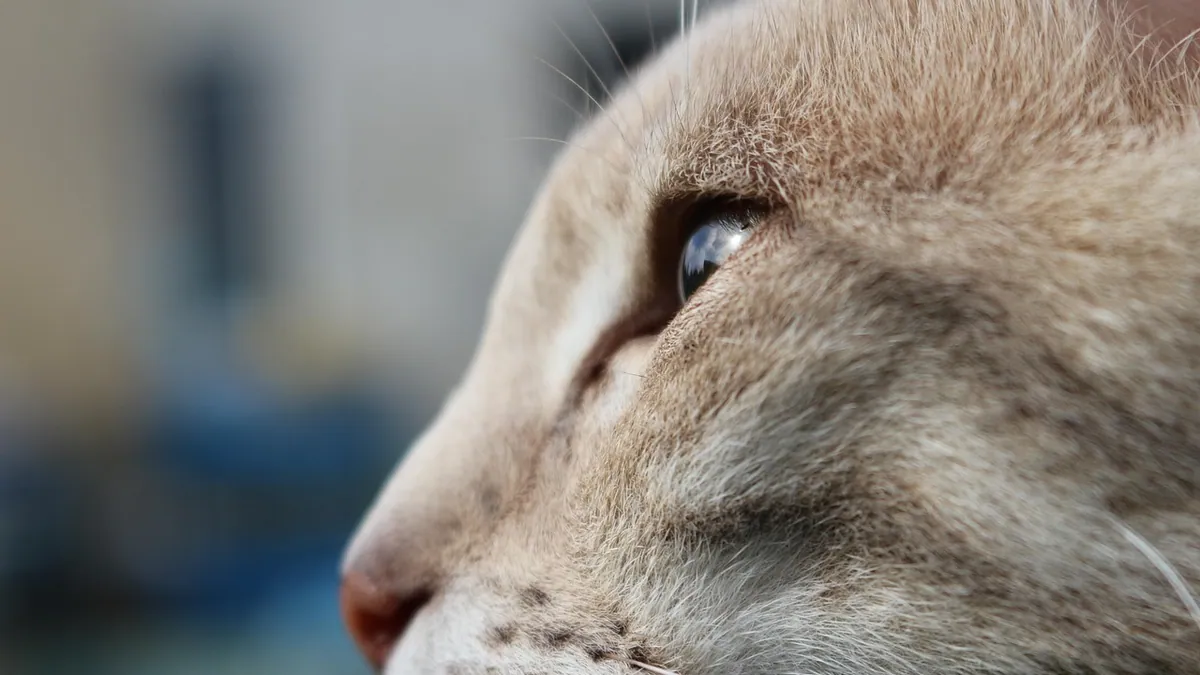 High ALP in Cats: What the Blood Test Means