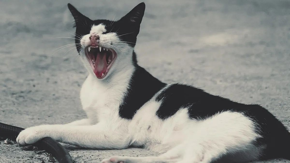 High ALT in Cats: Causes and What to Do Next