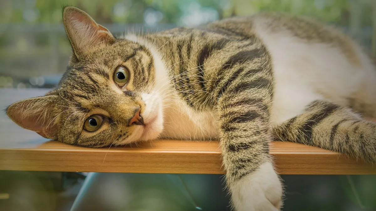 Do Cats Need to Fast for Bloodwork?