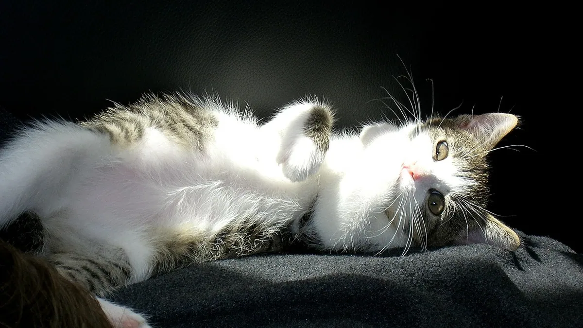 Cat Breathing With Belly Moving: Normal or Not?
