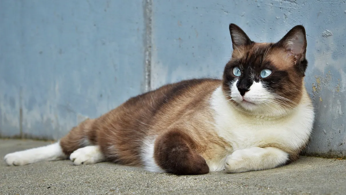 Cat Breathing Fast While Purring: Normal or Not?