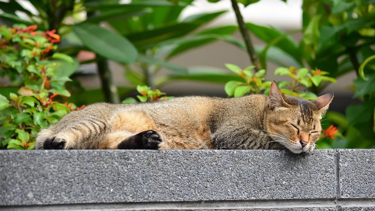 Weird Cat Breathing Patterns: What's Normal and What's Not