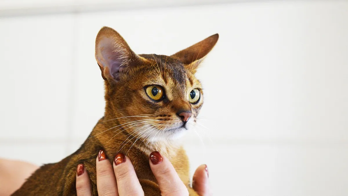 Cat Breathing Treatments: Medicines and Home Care