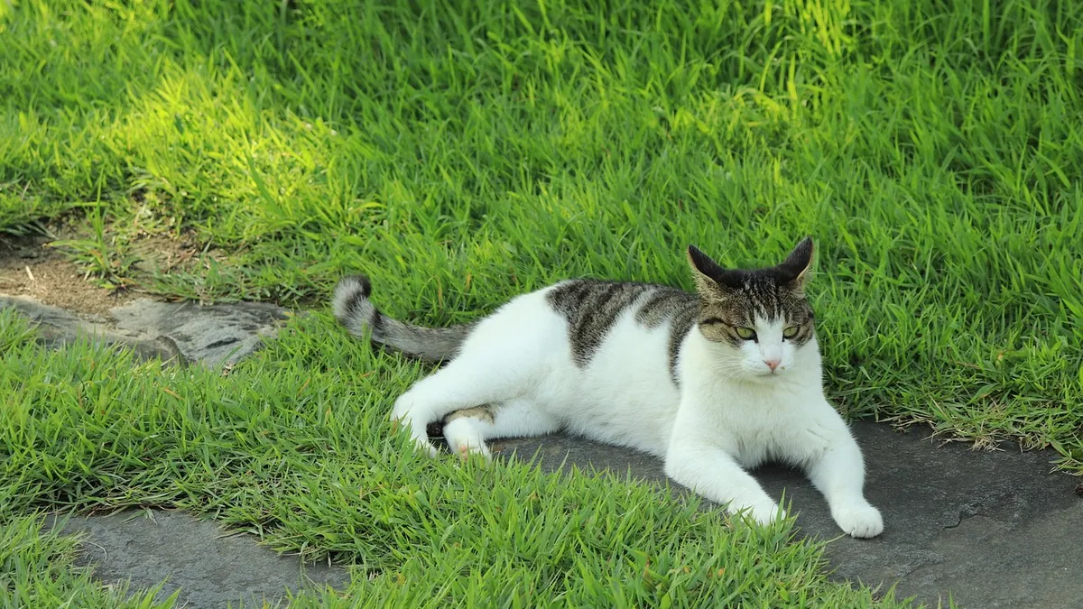 How to Tell If Your Cat Broke Its Tail or Bone