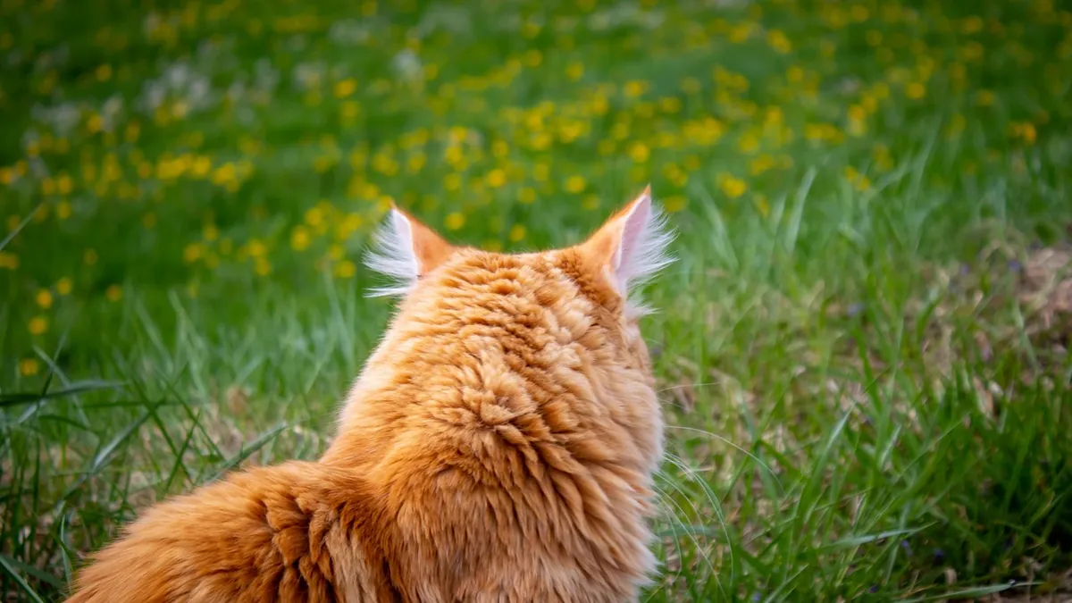 Bump on a Cat's Anus: Lumps, Tumors, and What They Mean