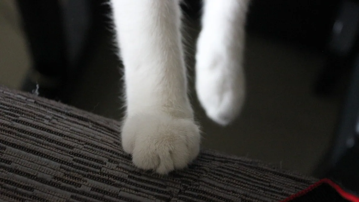 Cat Lump on Arm or Elbow: Causes and When to Worry