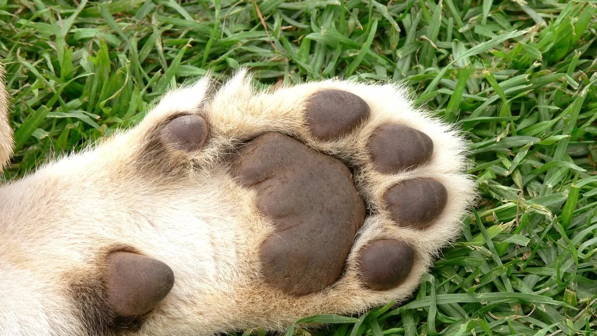 Cat Bump on the Paw Pad: Causes and When to Worry