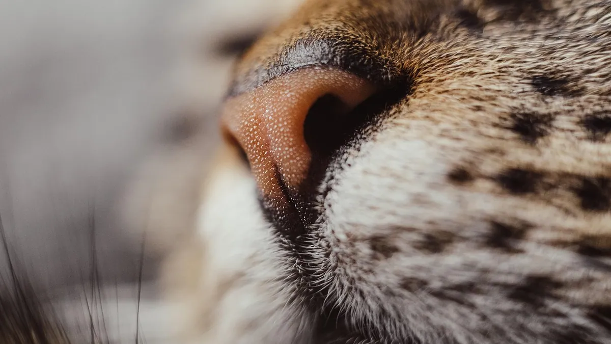 Cat Bump on the Whiskers: Causes and What to Do