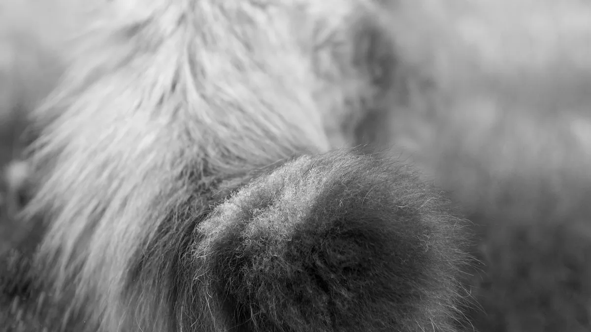 Bumps at the Base of a Cat's Tail: Causes and Care