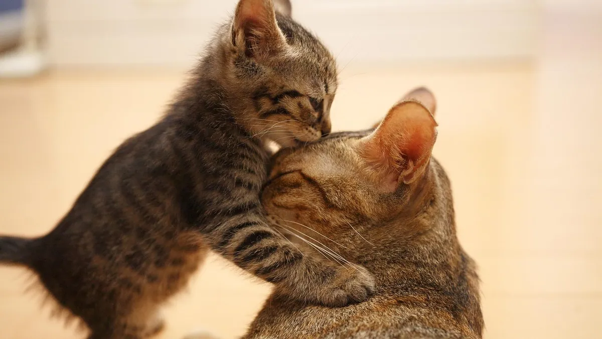 Why Does My Cat Bump Its Head on Me? Meaning Explained