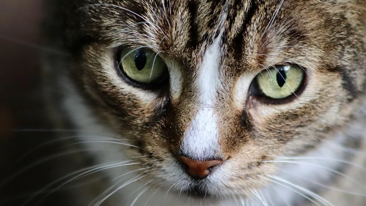 What to Do If Your Cat Gets Burned: Immediate Steps