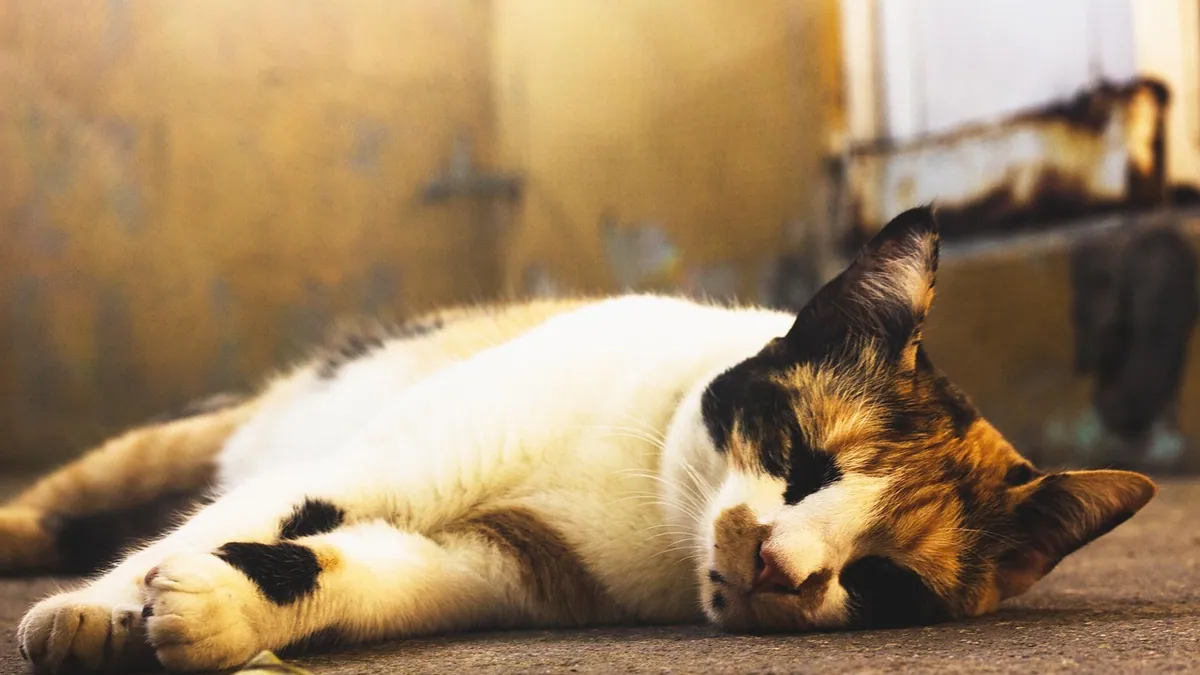 What Does a Burn Look Like on a Cat? Signs and First Aid