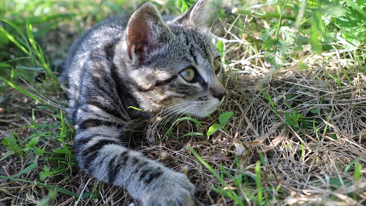 Cat Burned Paw on Stove: First Aid and When to Vet