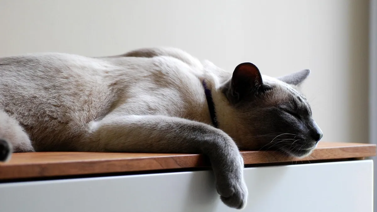 Cat C-Section Recovery: What to Expect After Surgery