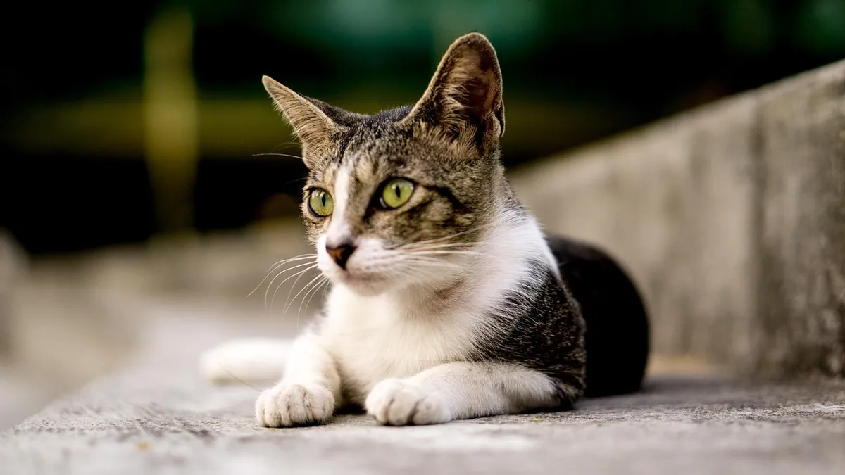 Cat C-Section Survival Rate: What Owners Should Know