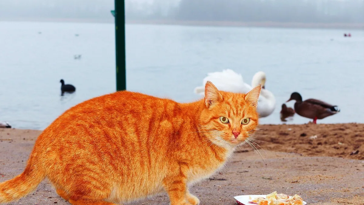 Cat Can't Keep Food Down: Causes and What to Do