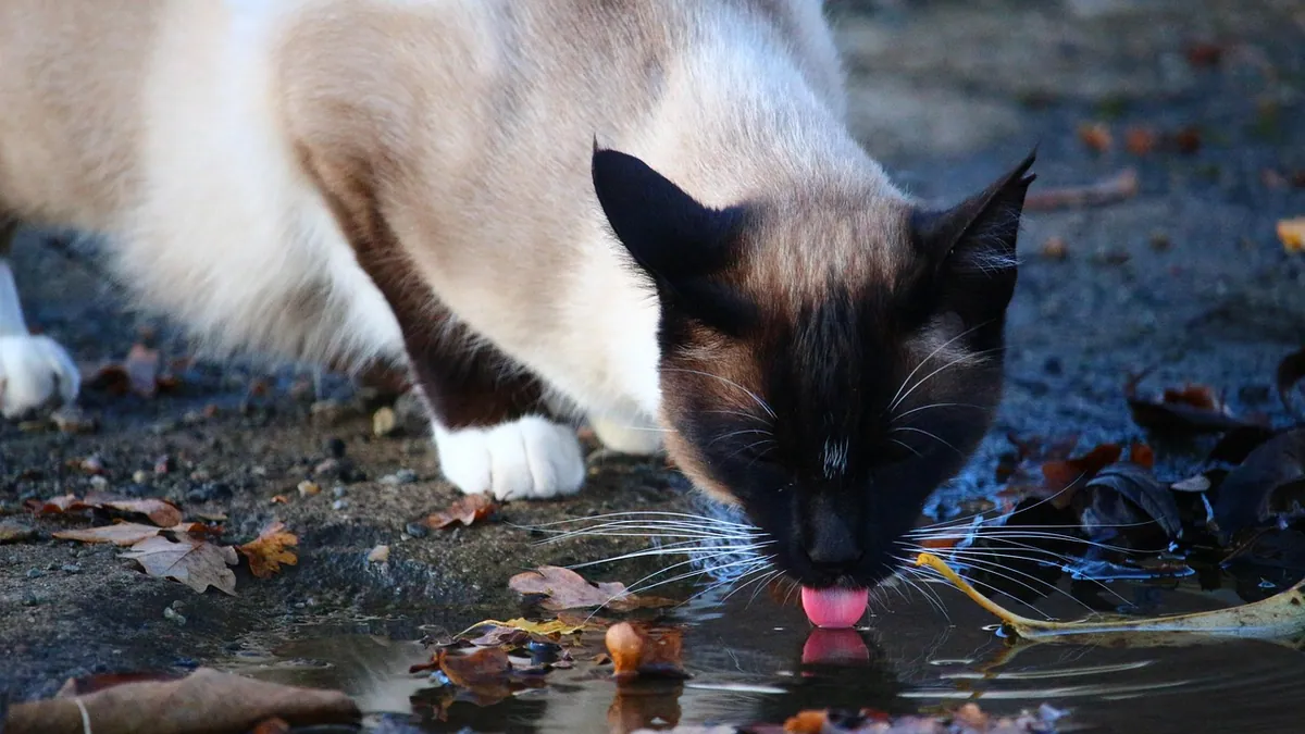 Cat Can't Keep Water Down: Causes and When to Worry