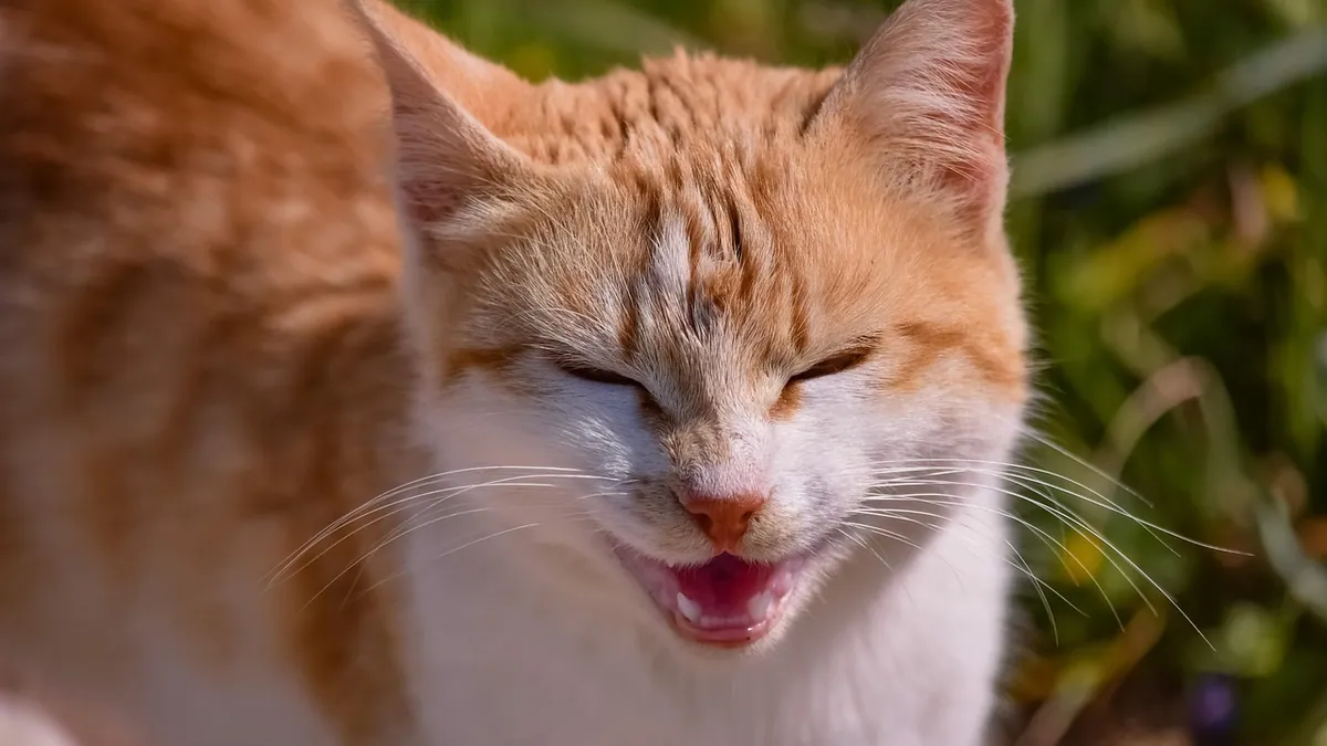 Why Can't My Cat Meow Properly? Causes and What to Do