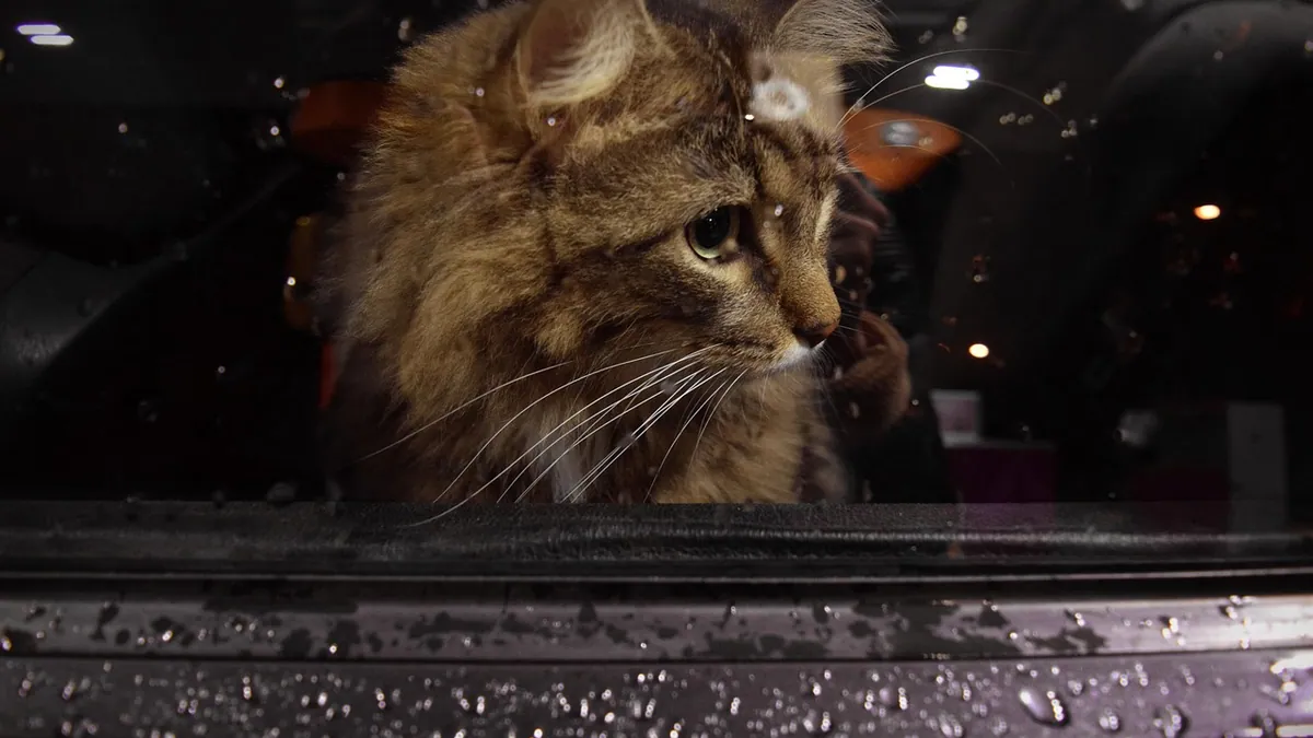 Cat Car Sickness Medication and Remedies That Actually Work