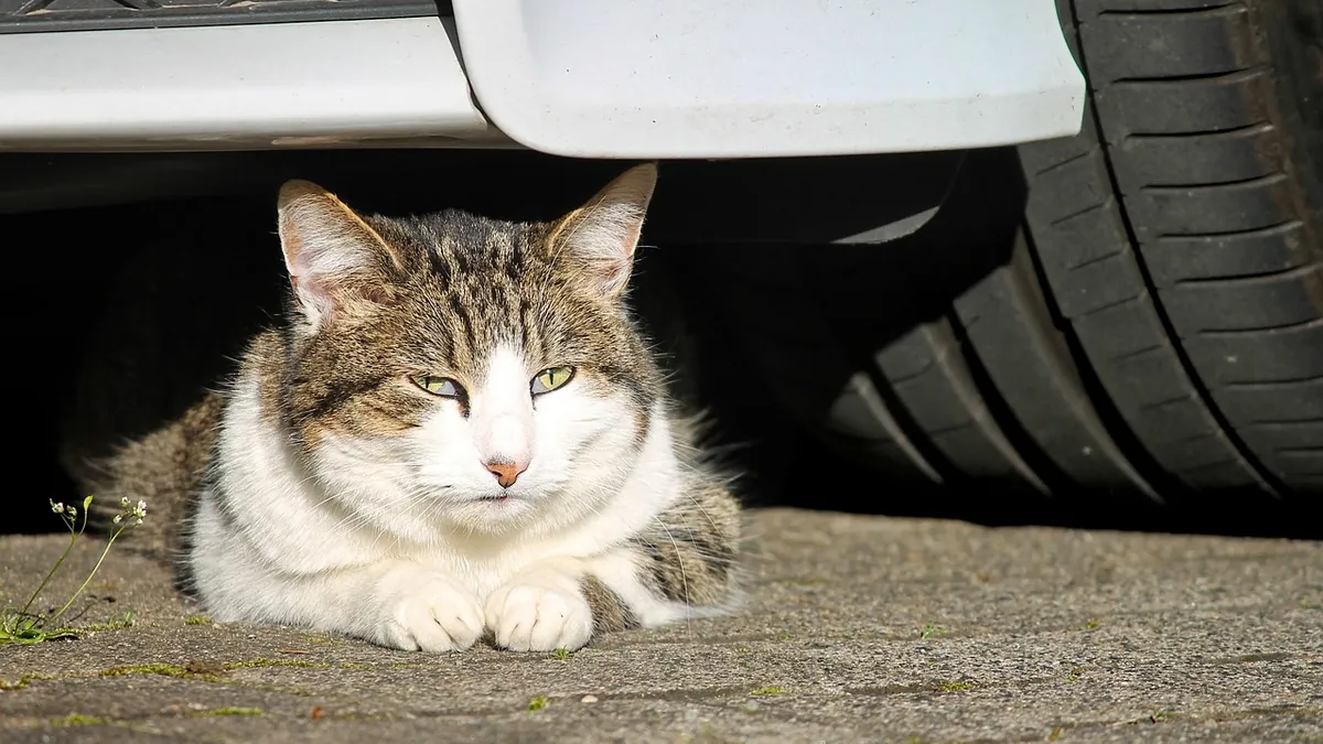 Cat Car Sickness Symptoms: How to Tell and What to Do