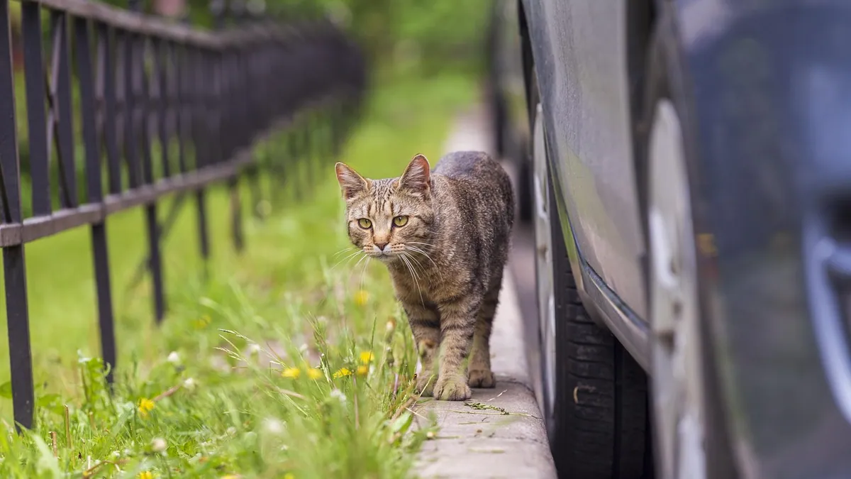 Cat Car Sickness: What You Can Give Before Travel
