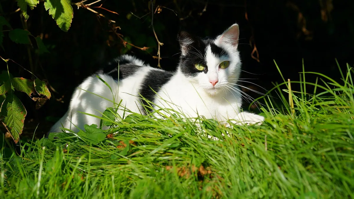 How to Care for a Cat in Hot Weather