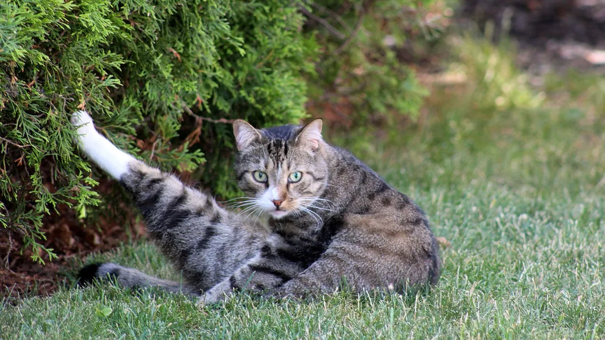Cat Carrier Training Not Working? Fixes That Actually Help