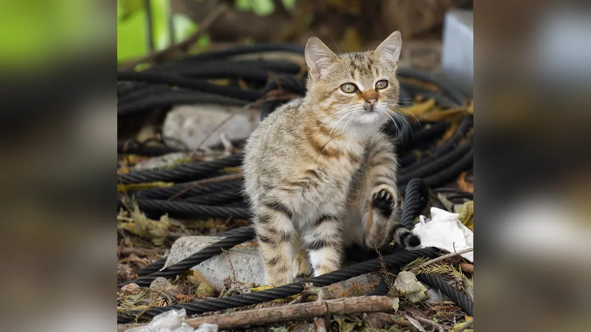 How to Stop Your Cat From Chewing Cords and Wires