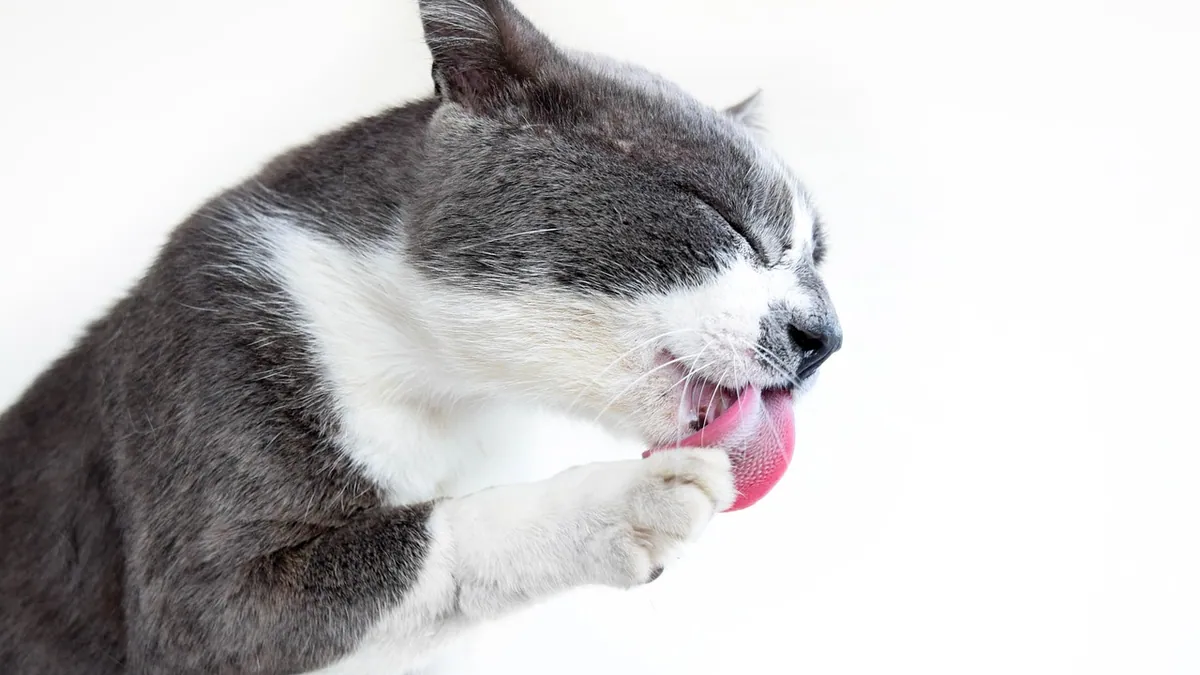 Why Is My Cat Chewing Its Nails? When to Worry