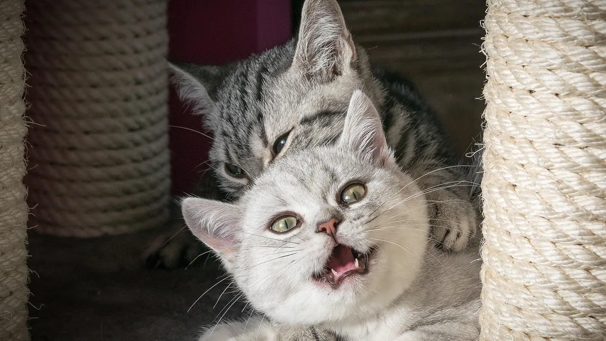 Why Is My Cat Chewing on Everything? Pica and Other Causes