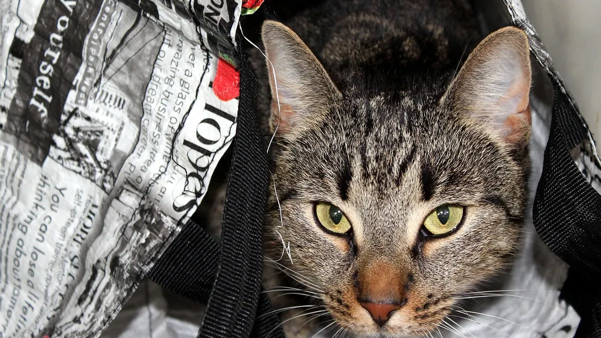 Why Does My Cat Chew on Plastic? Pica and Safety