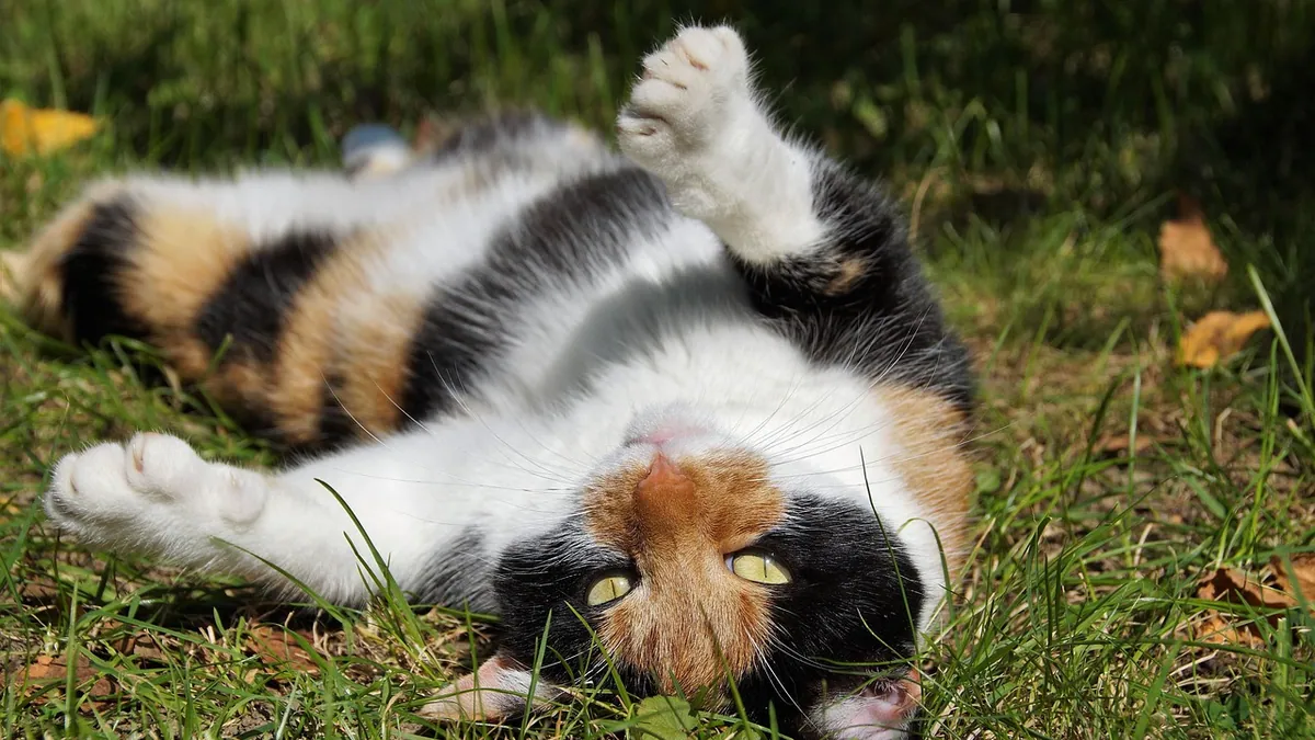 Can Constipation Cause Back Pain in Cats?