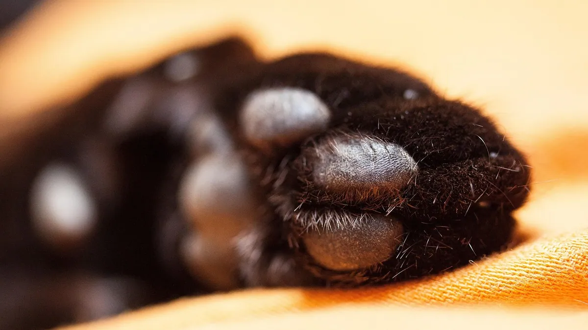 Why Are My Cat's Paw Pads Cracked? Causes and Care