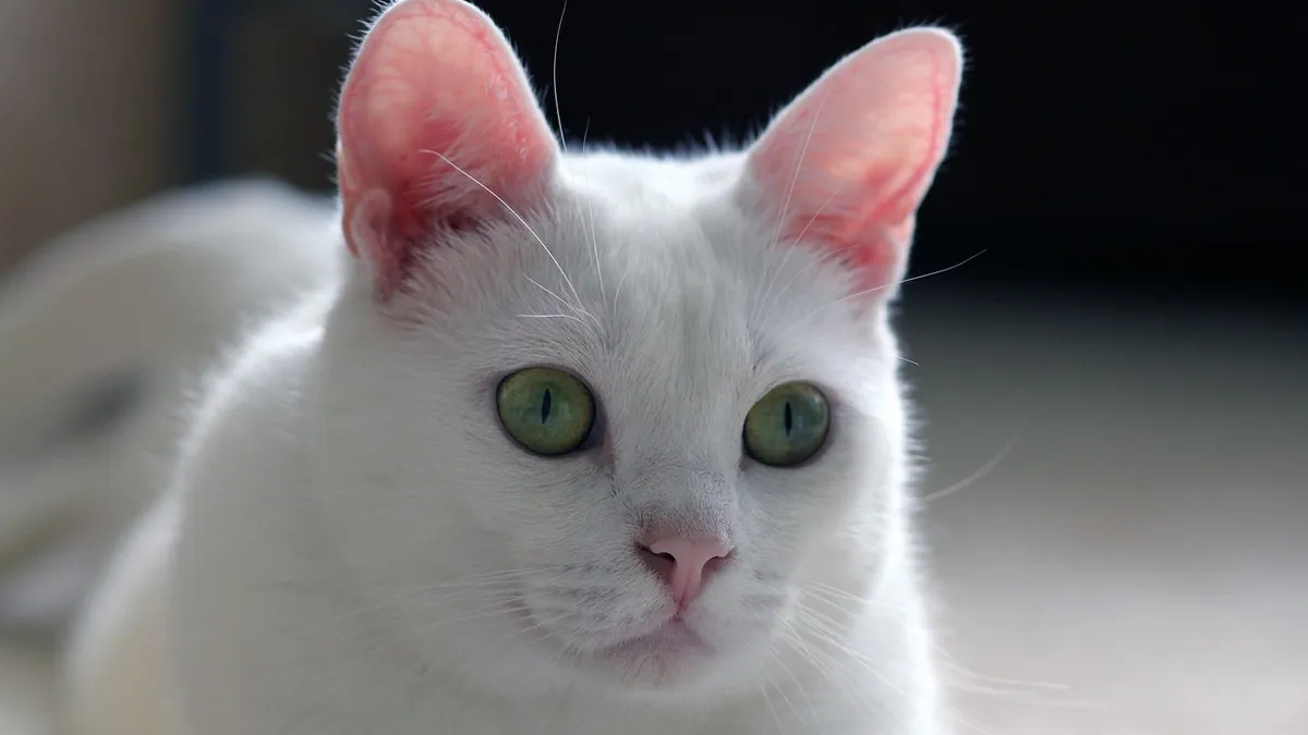 Cat Cut His Paw: How to Treat a Paw Wound