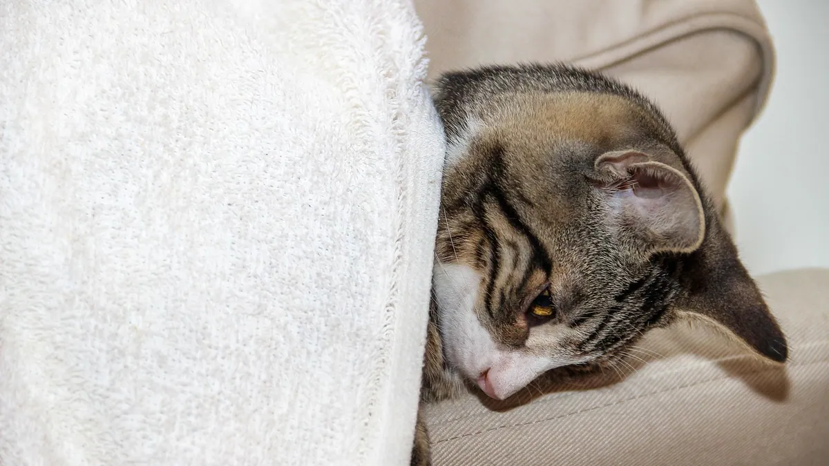 Cat Cyst With Clear Fluid or an Open Cyst