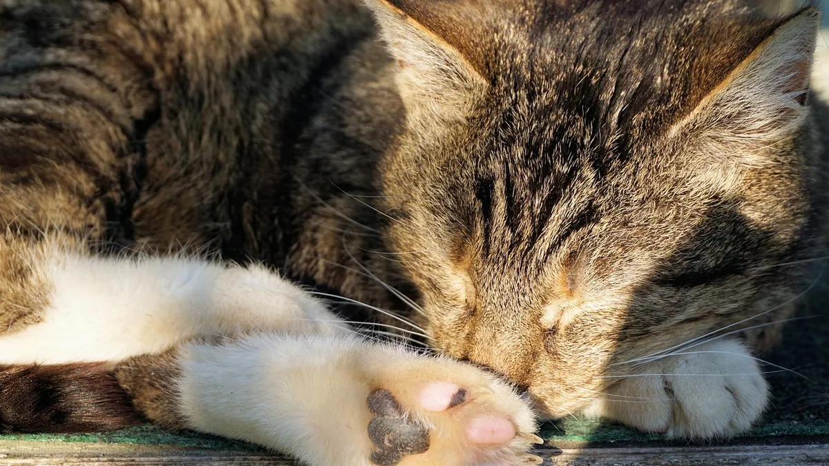 Cat Cyst Draining: What It Involves and When It's Needed