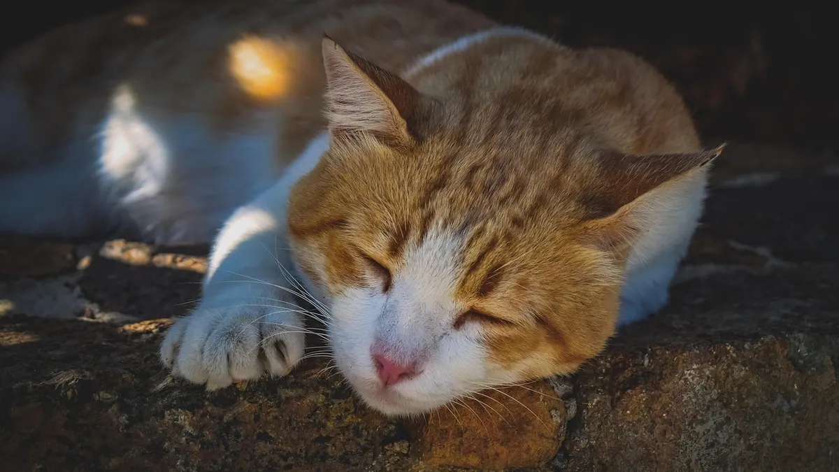 Why Does My Cat's Cyst Keep Refilling?