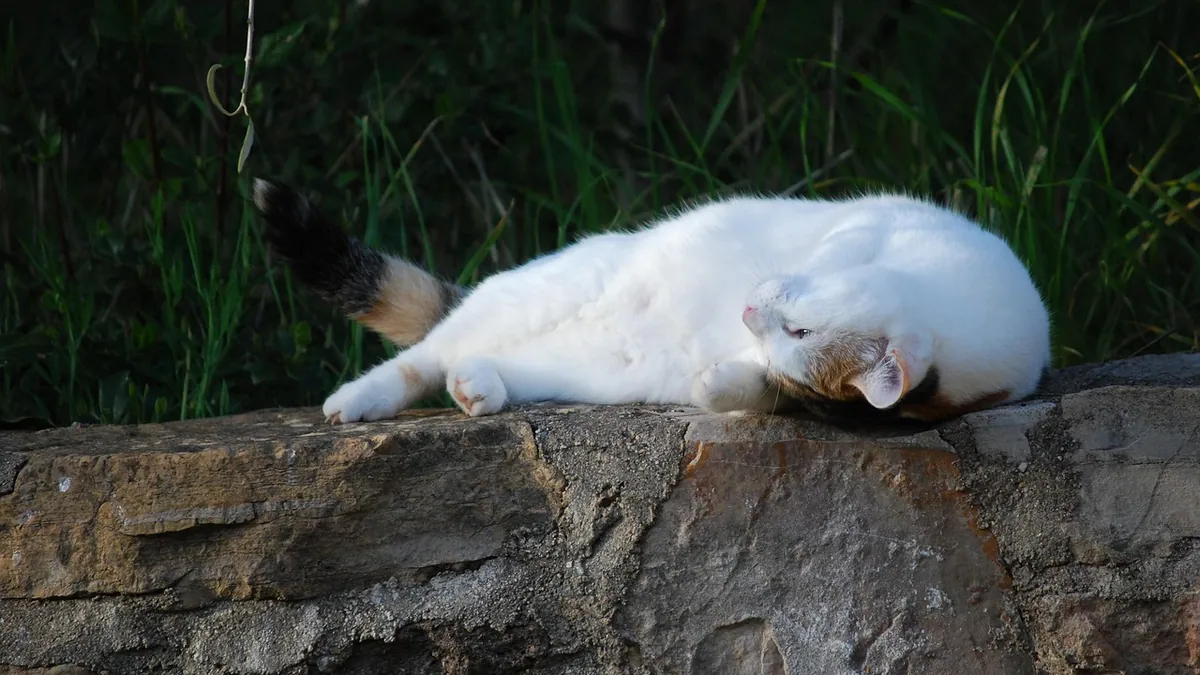 Cat Cyst or Lump on the Back, Tail, or Foot