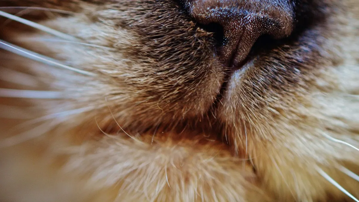 Cyst on a Cat's Nose or Face: What It Could Be