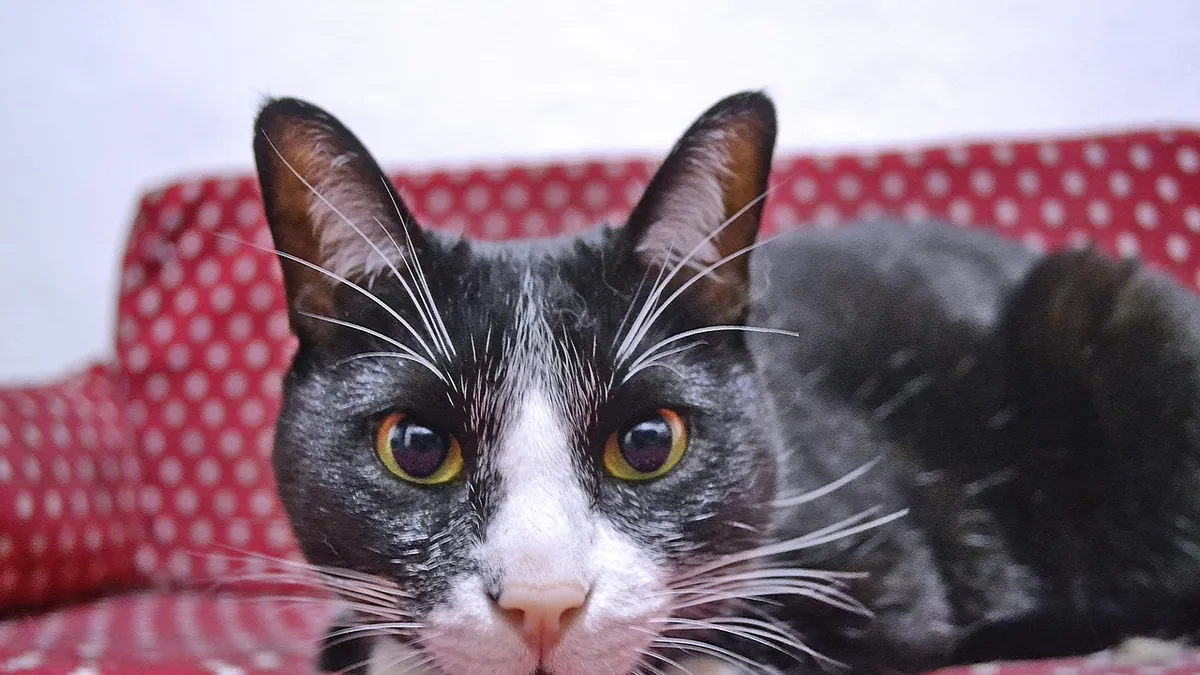 Cat Cyst: How to Treat It and What to Do Next