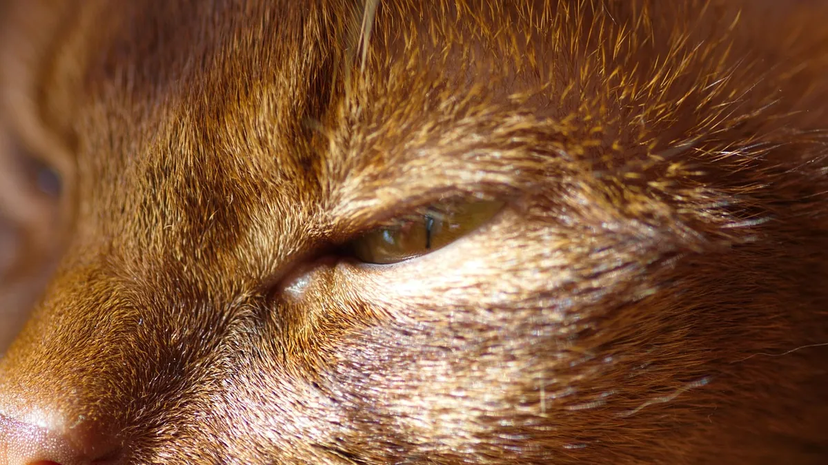 Cat Cyst vs Abscess vs Cancer: Key Differences
