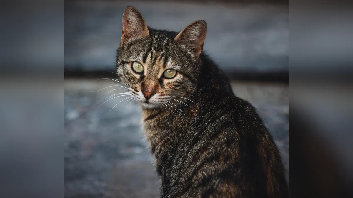 Cat Cyst With Blood or on the Kidney