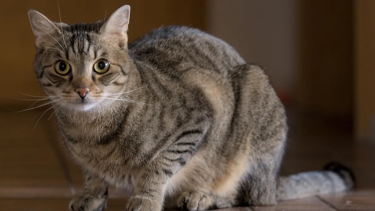 What Vets Give Cats for Cystitis: Medications Explained
