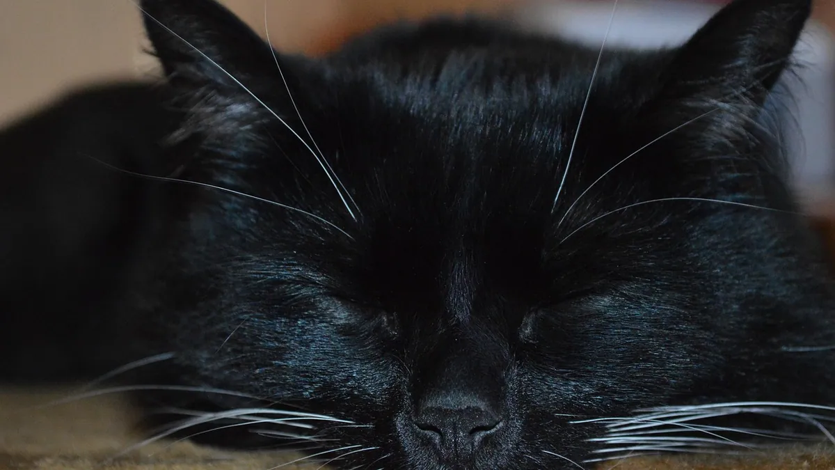 How to Tell If Your Cat Is Deaf or Hard of Hearing
