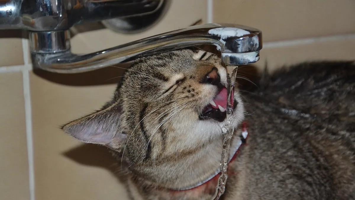 Cat Dehydration: Safe Liquids and Electrolytes at Home