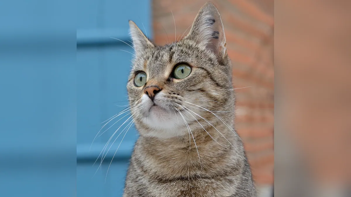 Is Cat Dewormer Over the Counter? Safe Options and Risks