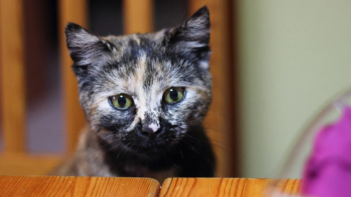 Cat Deworming Shot vs Injection: What to Know