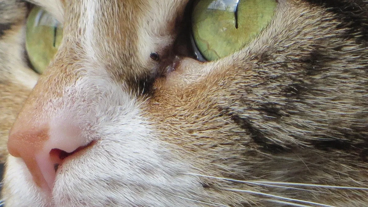 Cat Deworming Side Effects: What to Expect