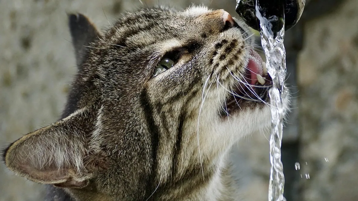 Diabetes and Incontinence in Cats: Why Urination Changes